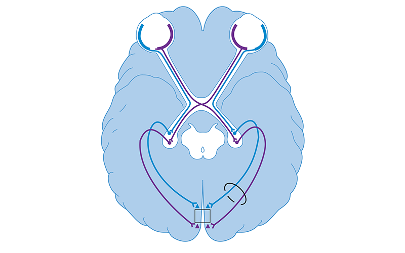The Visual Pathway